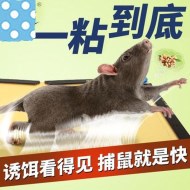如何使用粘鼠板成功滅鼠？